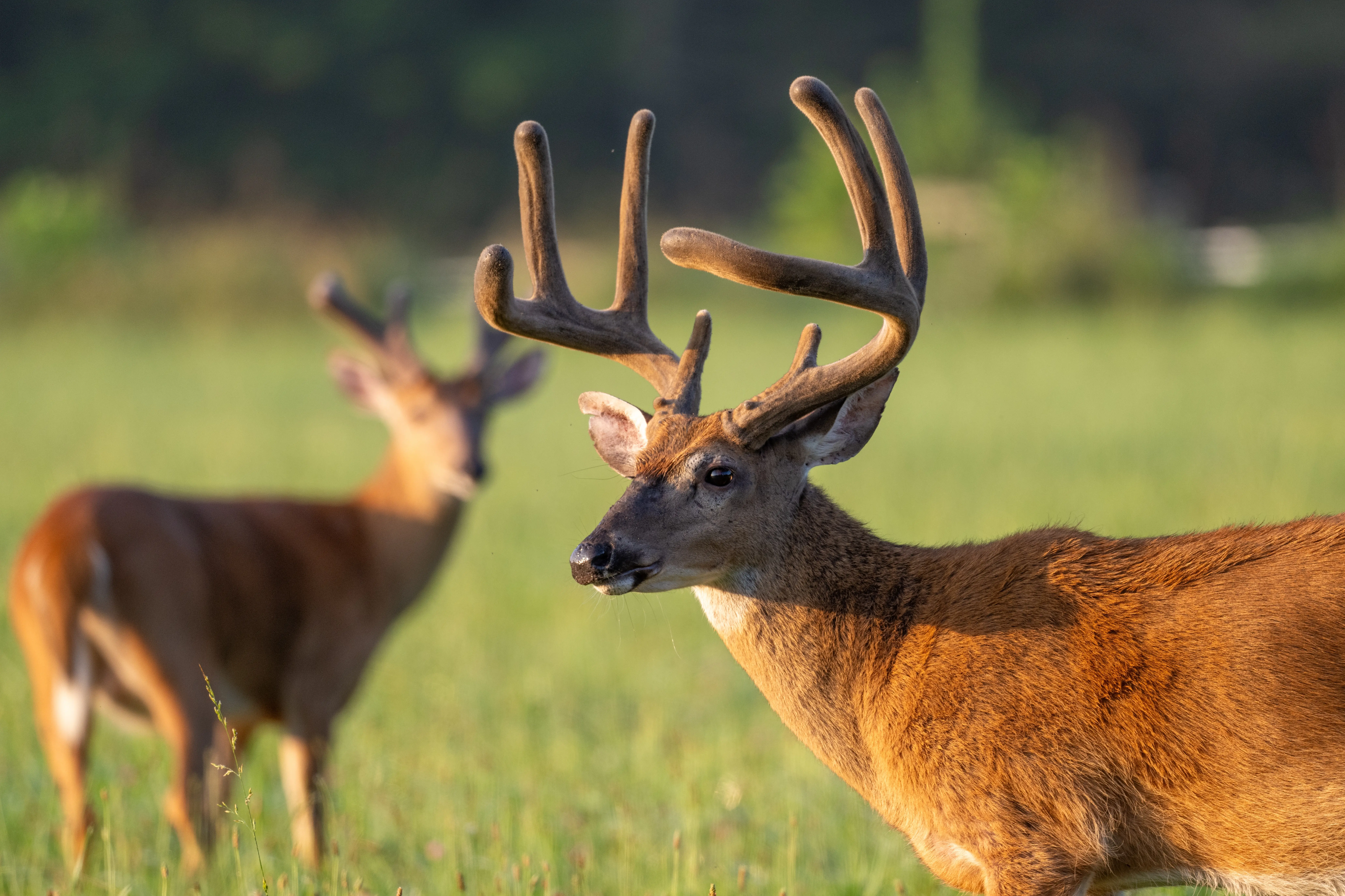 Functional Honey Hero